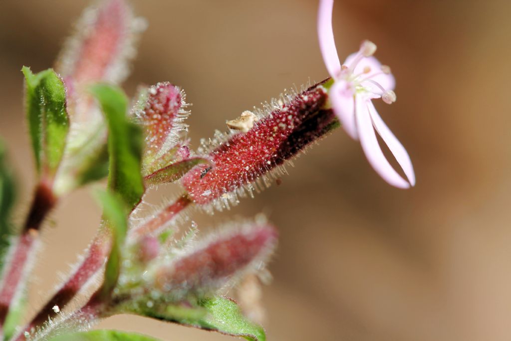 Bollengo (TO) - Saponaria ocymoides